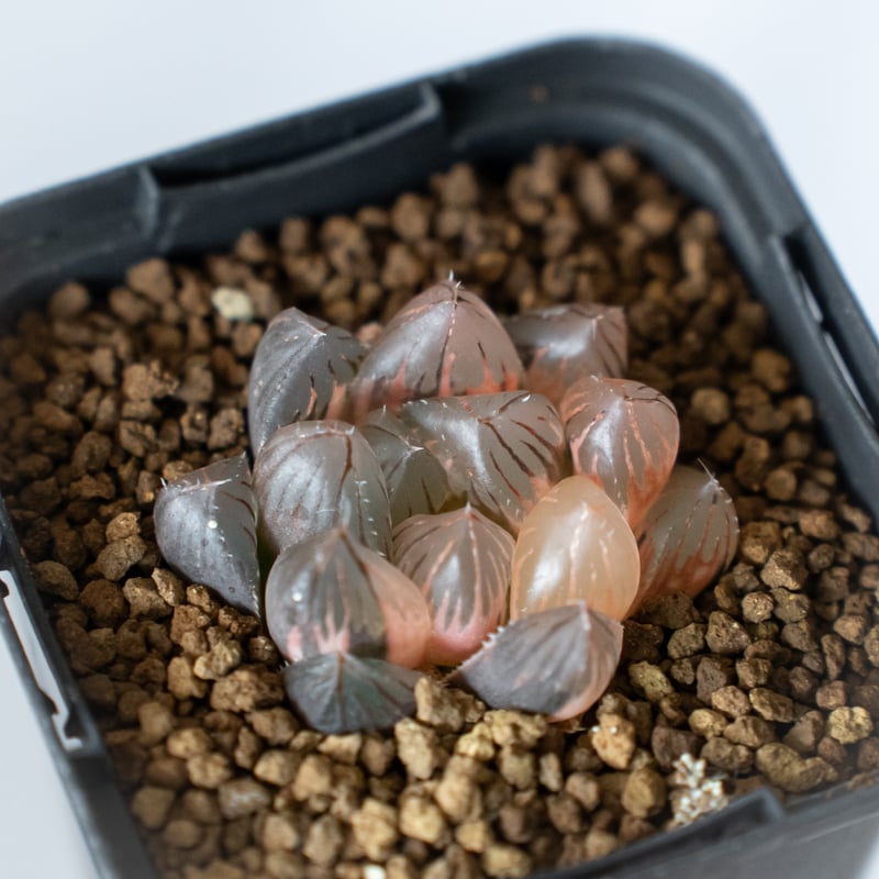 ハオルチア ブラックオブツーサ錦 Haworthia obtusa Black 多肉植物