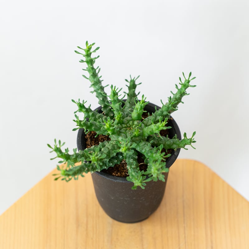 ユーフォルビア・ゴルゴニス（大） ユーフォルビア ゴルゴニス Euphorbia gorgonis No.3 | mana's