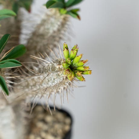 ユーフォルビア ギラウミニアナ 実生 Euphorbia guillauminiana 多肉植物 珍奇植物 ANTIDOTE 静岡 通販 S1457