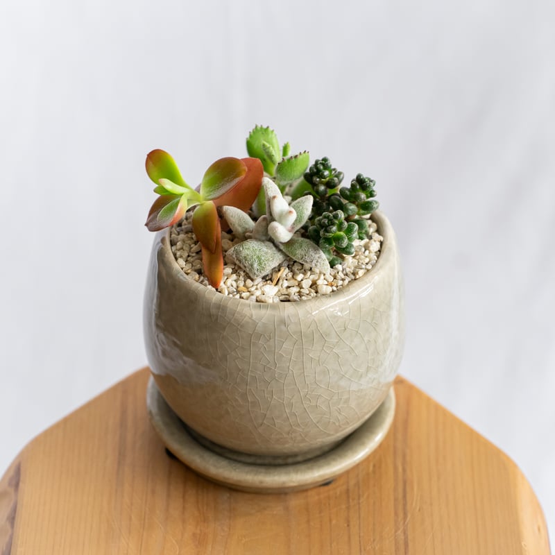 多肉植物 寄せ植え 鉢セット インテリア 多肉植物 観葉植物 珍奇植物