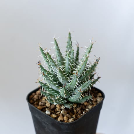 aloe | STORES