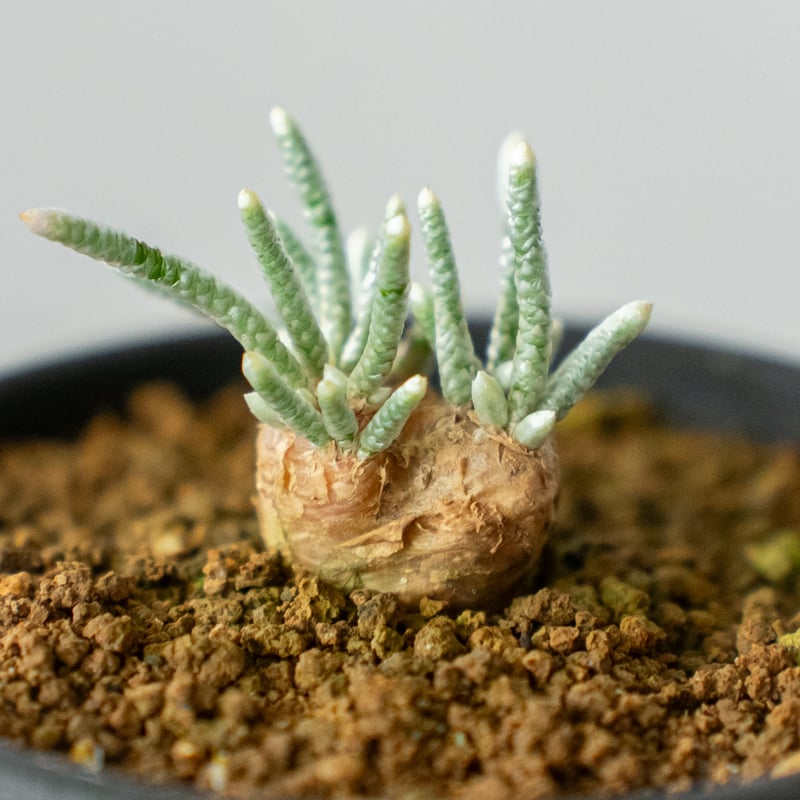 アボニア クイナリア Avonia quinaria 塊根植物 コーデックス 冬型