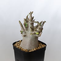アデニウム アラビカム ブラックスキン Adenium Arabicum Black Skin 塊根植物 コーデックス 珍奇植物 多肉植物 静岡 ANTIDOTE 通販 S1351