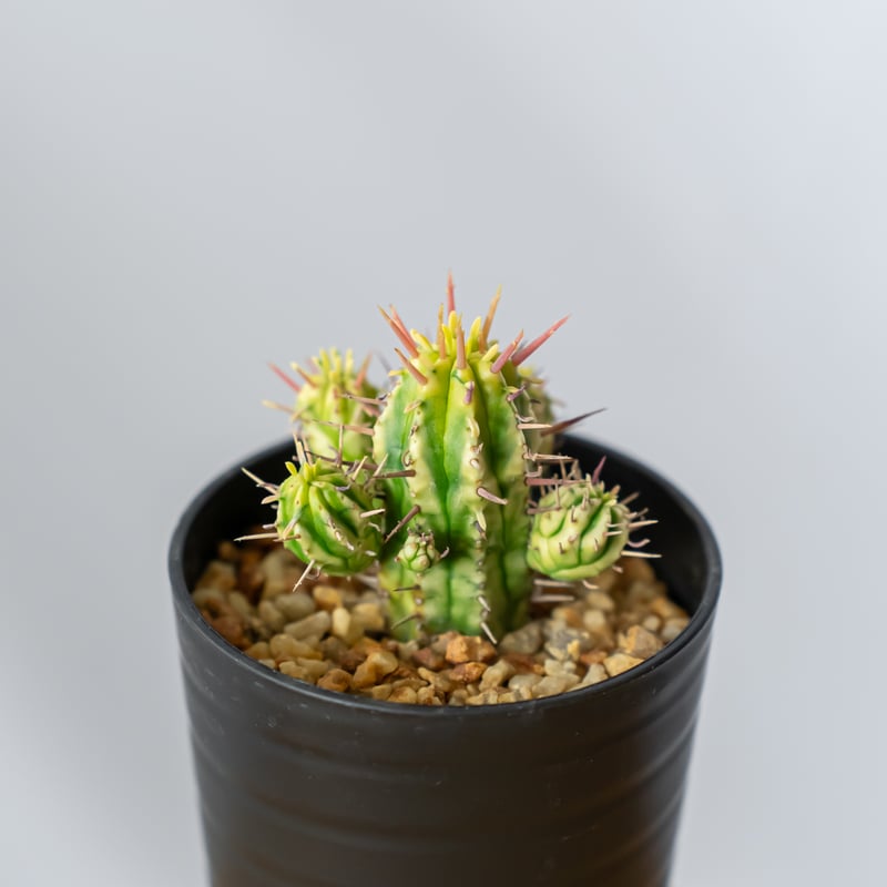 ユーフォルビア 紅彩閣錦 エノプラ 斑入り Euphorbia enopla