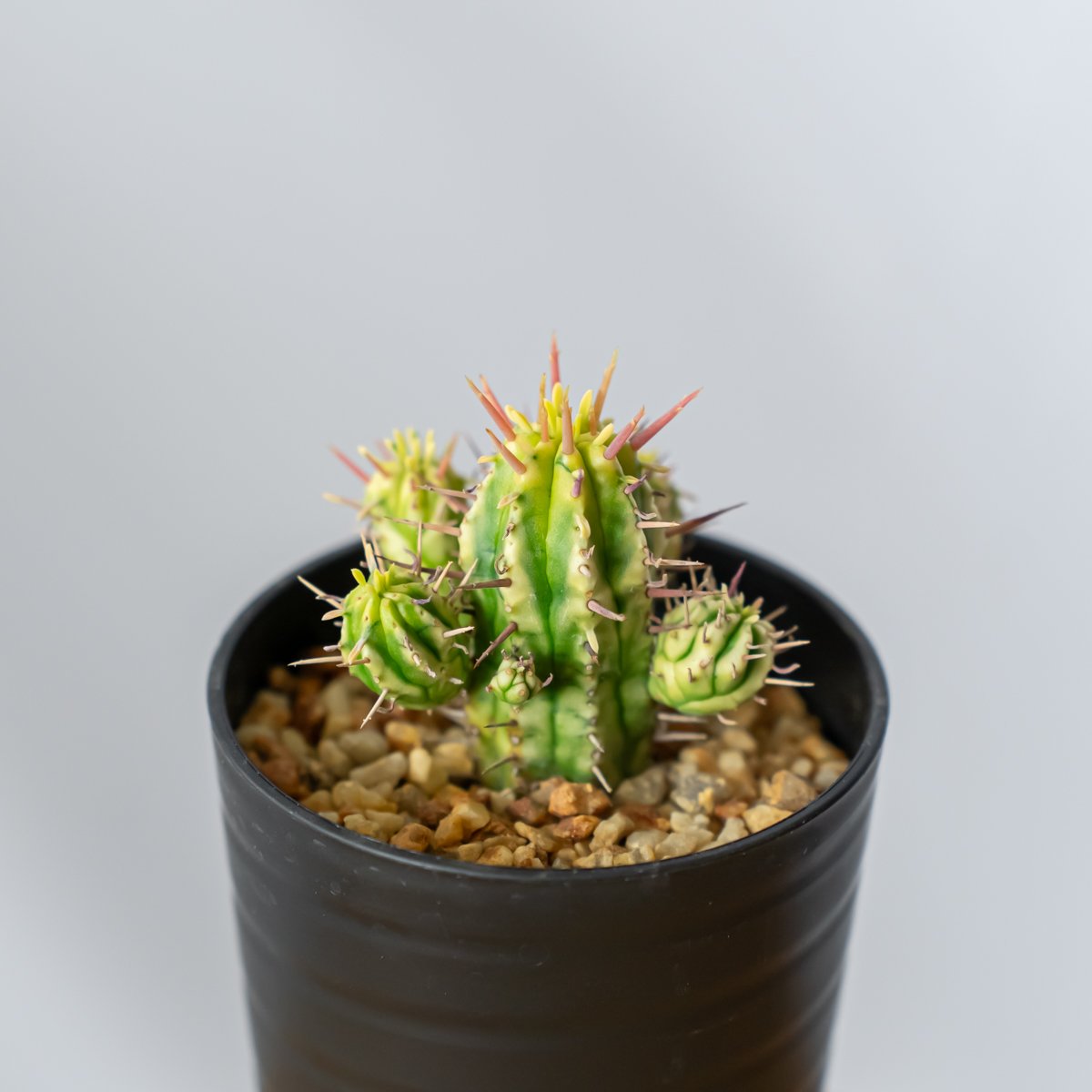 ユーフォルビア 紅彩閣錦 エノプラ 斑入り Euphorbia enopla 塊根植物