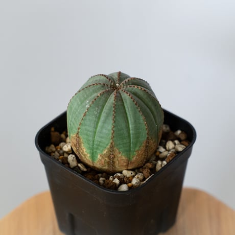 ユーフォルビア オベサ 実生 Euphorbia obesa 多肉植物 珍奇植物 静岡 ANTIDOTE 通販 S1434