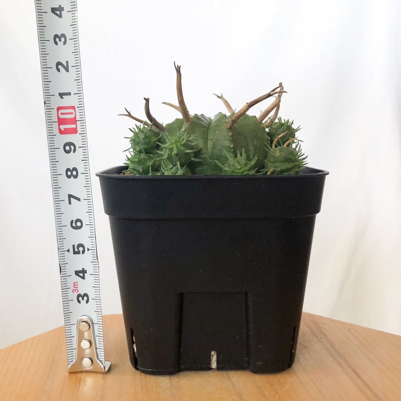 ユーフォルビア スーパーバリダ 子株付き 美株 実生 Euphorbia super