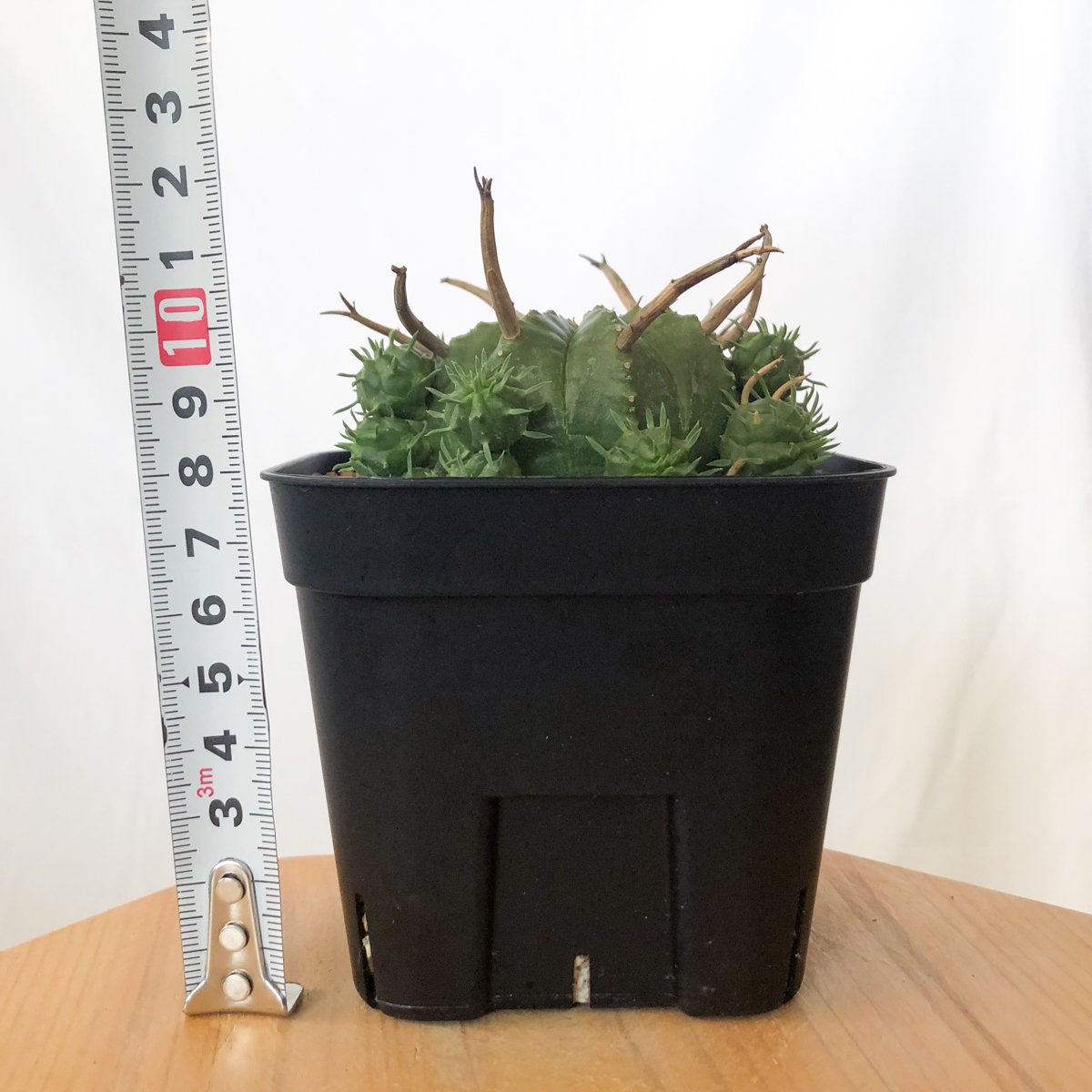 ユーフォルビア スーパーバリダ 子株付き 美株 実生 Euphorbia super