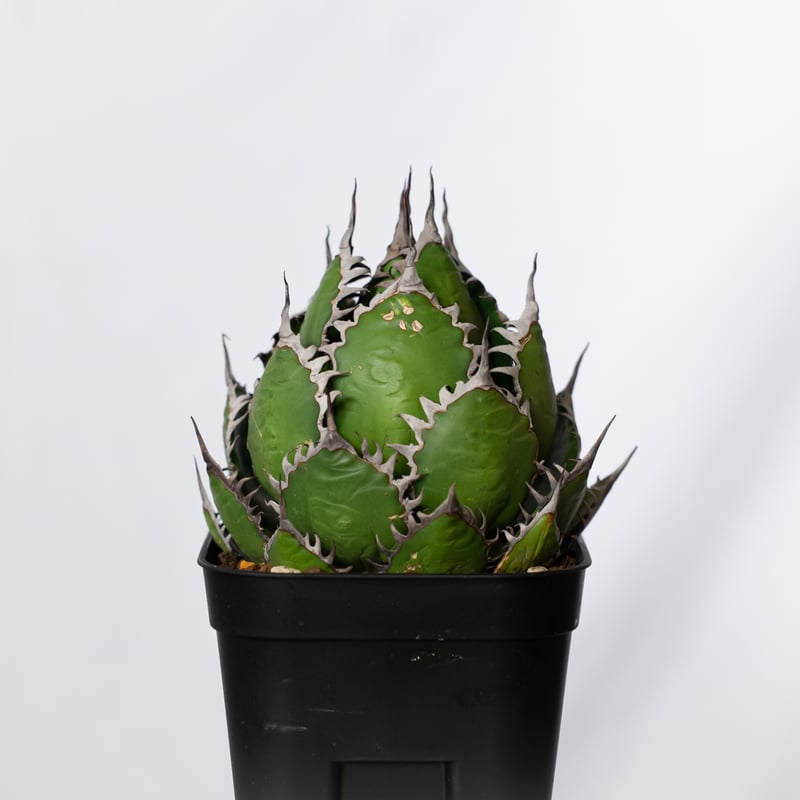 アガベ ホリダ 美株 【発根管理中】OC株 Agave horrida 多肉植物 珍奇