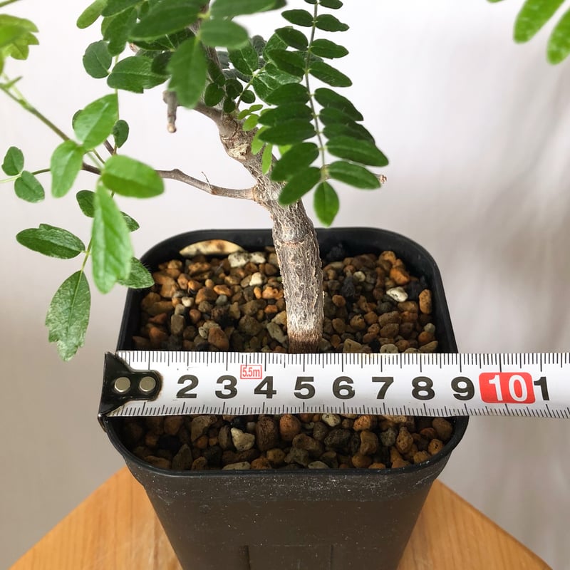 コミフォラ モンストローサ 実生 Commiphora monstruosa 灌木