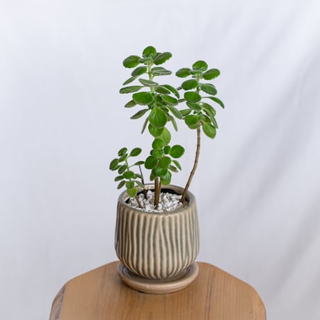 アロマティカス 鉢セット キューバンオレガノ Aromaticus 多肉植物  観葉植物 静岡 ANTIDOTE 通販 S1284