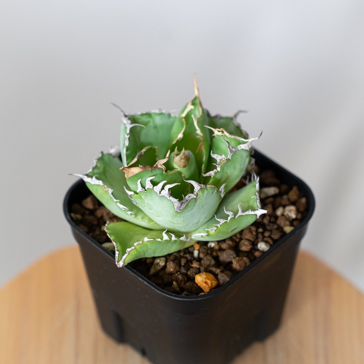 特選フィリグリー　アガベ　チタノタ アガベ チタノタ フィリグリー OC株 agave titanota filigree 多肉植