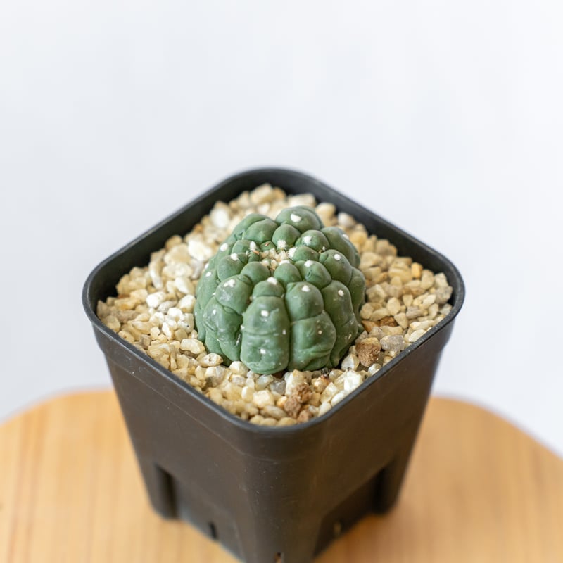 アストロフィツム 亀甲兜 リザードスキン Astrophytum Asteria