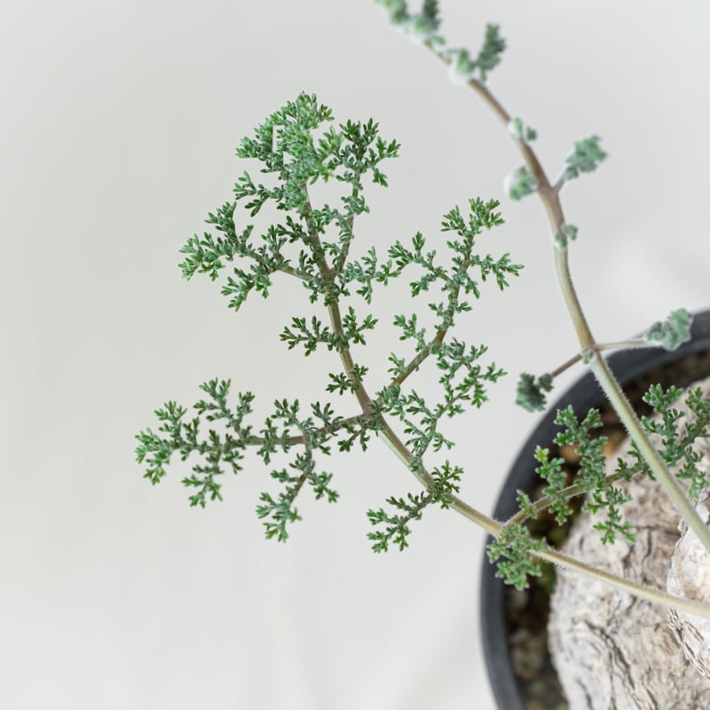 ペラルゴニウム トリステ 大株 美株 Pelargonium triste 多肉植物 珍奇