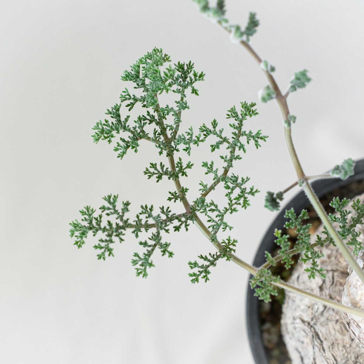 値下げ不可！早いもの勝ち！　ペラルゴニウム　トリステ　大きめ ペラルゴニウム トリステ | GREEN LUCK