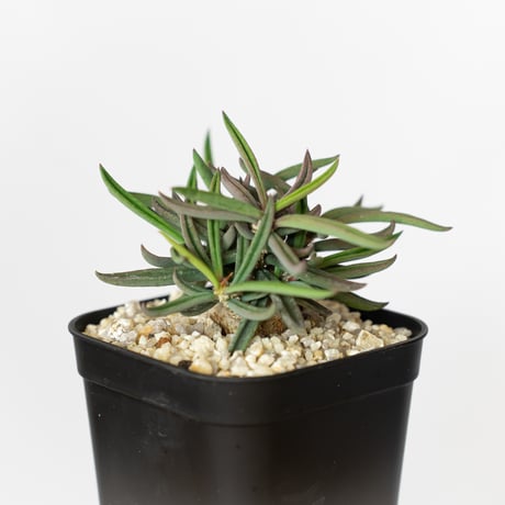 ユーフォルビア キリンドリフォリア トゥビフェラ Euphorbia cylindrifolia var. tubufera 多肉植物 珍奇植物 ANTIDOTE 静岡 通販 S813