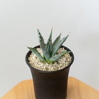 アガベ チタノタ 太陽神 白中斑【発根管理中】TC株 Agave