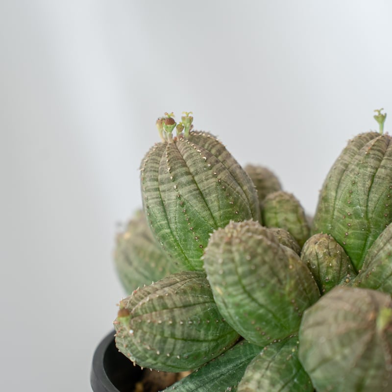 ユーフォルビア オベサ 群生株 実生 Euphorbia obesa 多肉植物 珍奇