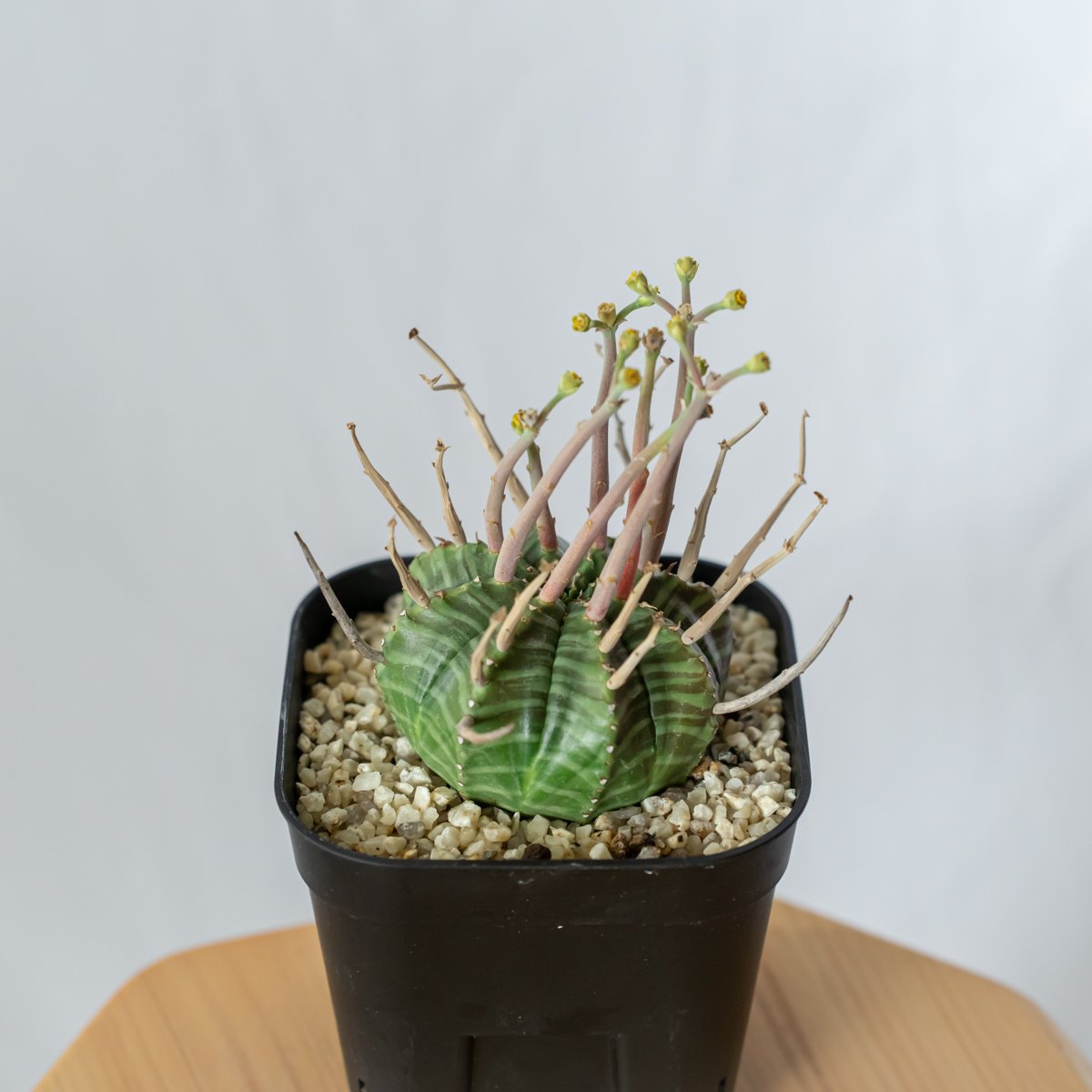 ユーフォルビア スーパーバリダ 実生 雄株 美株 Euphorbia super valida