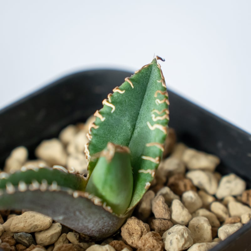 98、アガベ　チタノタ　ブルー 植え替え後発根管理中です！ 98、アガベ チタノタ ブルー 植え替え後発根管理中です！ hq720