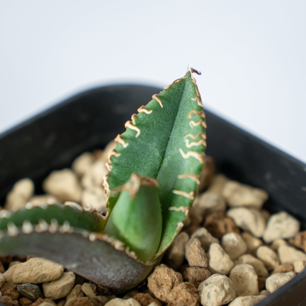 スーパーチタノタ 発根子株一つ 2025年最新】スーパーチタノタの人気アイテム - メルカリ