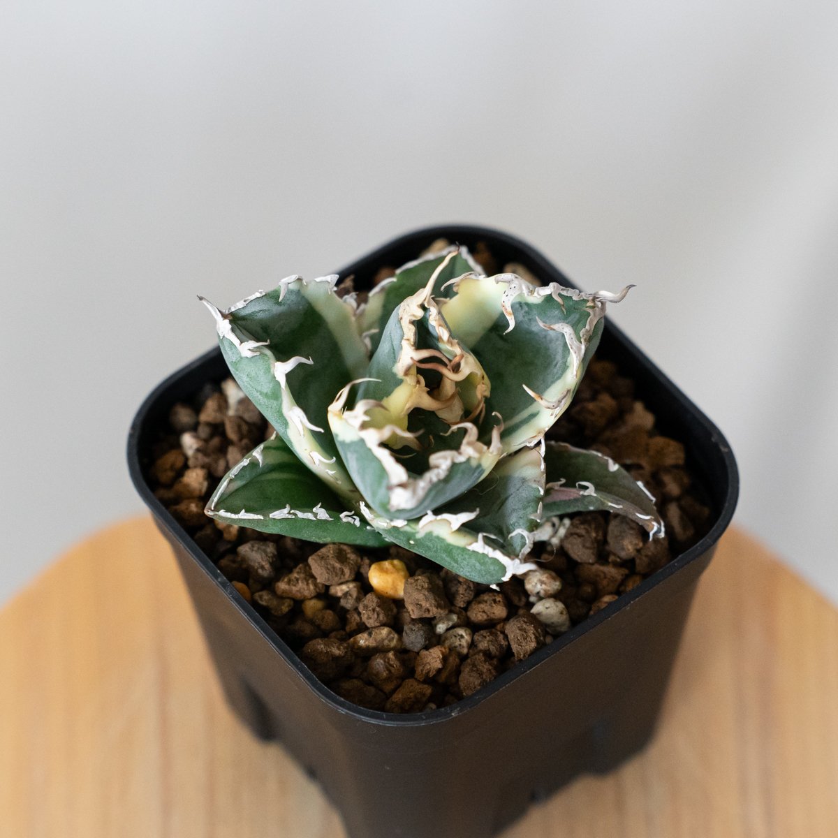 多肉植物アガべチタノタ白鯨縞斑TC株 アガベ・チタノタ白鯨（縞斑）中-002｜agave titanota white whale