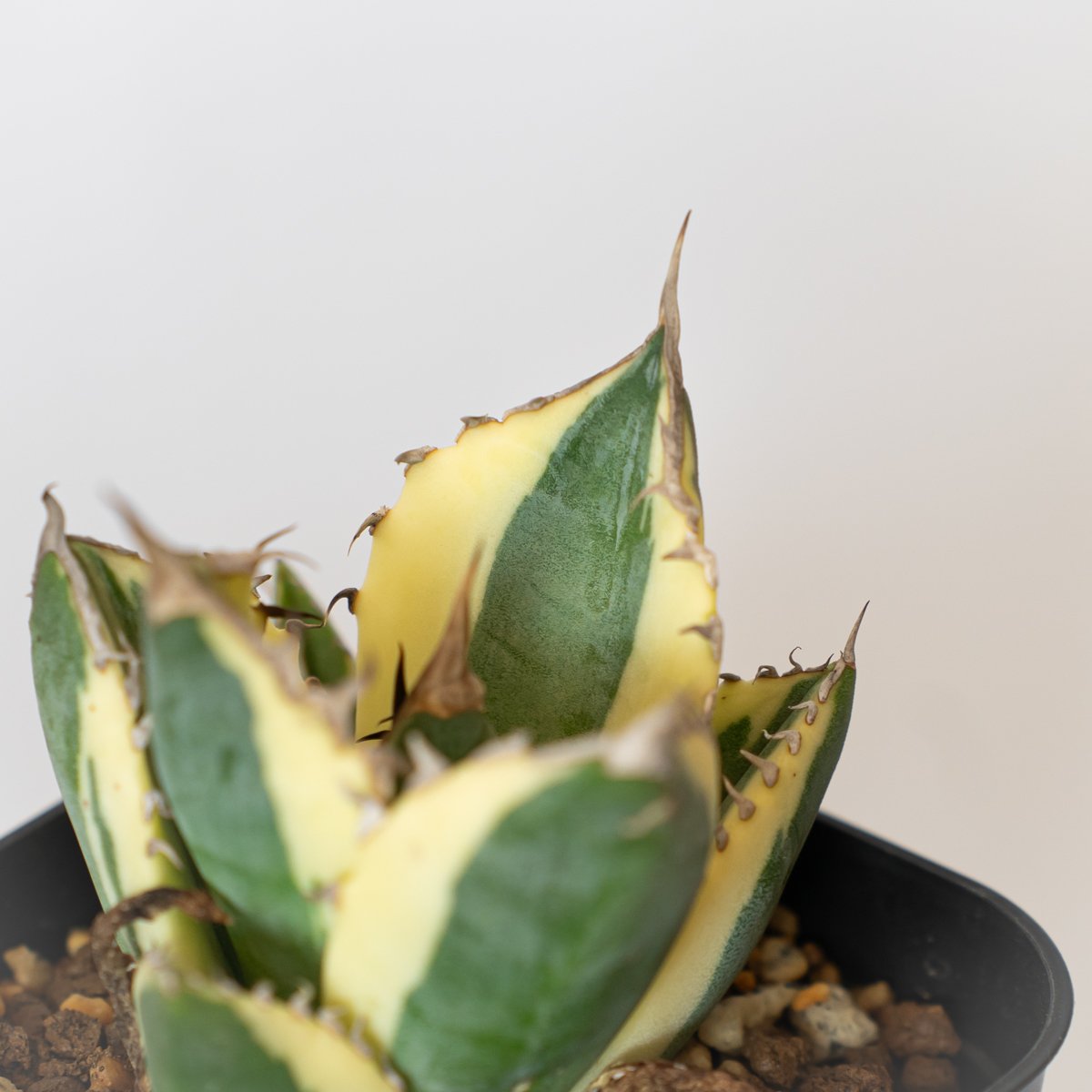 アガベ チタノタ スナグルトゥース 美株 レア 極上 大株 発根済 10株同梱 アガベ チタノタ スナグルトゥース OC株 美株 Agave titanota Snaggle