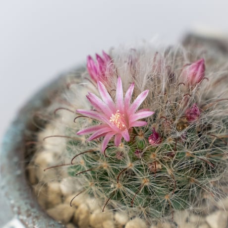 マミラリア グラッシー 鉢セット Mammillaria glassii サボテン 多肉植物 珍奇植物 静岡 ANTIDOTE 通販 S1405