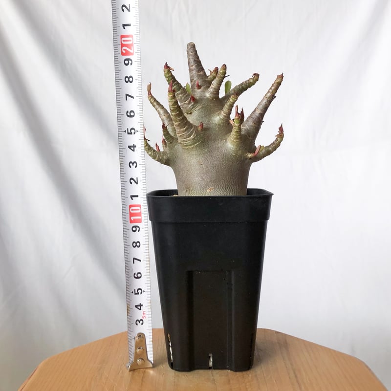 アデニウム アラビカム ブラックスキン 実生【発根管理中】Adenium