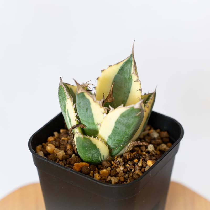 アガベ チタノタ スナグルトゥース OC株 美株 Agave titanota Snaggle