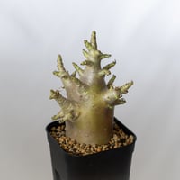 アデニウム アラビカム ブラックスキン Adenium Arabicum Black Skin 塊根植物 コーデックス 珍奇植物 多肉植物 静岡 ANTIDOTE 通販 S1354
