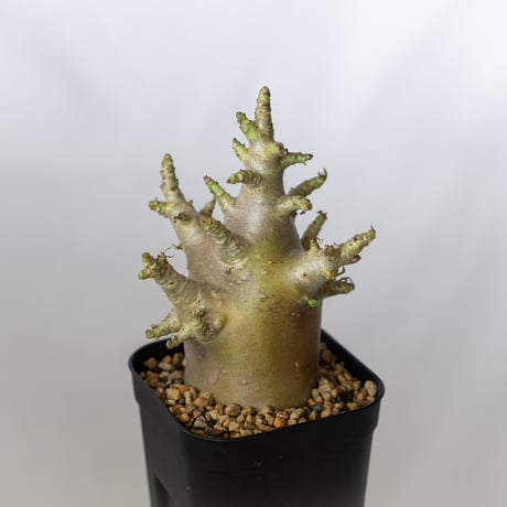 アデニウム アラビカム ブラックスキン Adenium Arabicum Black Skin 塊根植物 コーデックス 珍奇植物 多肉植物 静岡 ANTIDOTE 通販 S1354