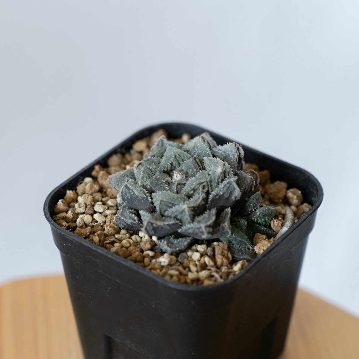 ハオルチア 魔剣 Haworthia maken 多肉植物 珍奇植物 静岡 ANTIDOTE