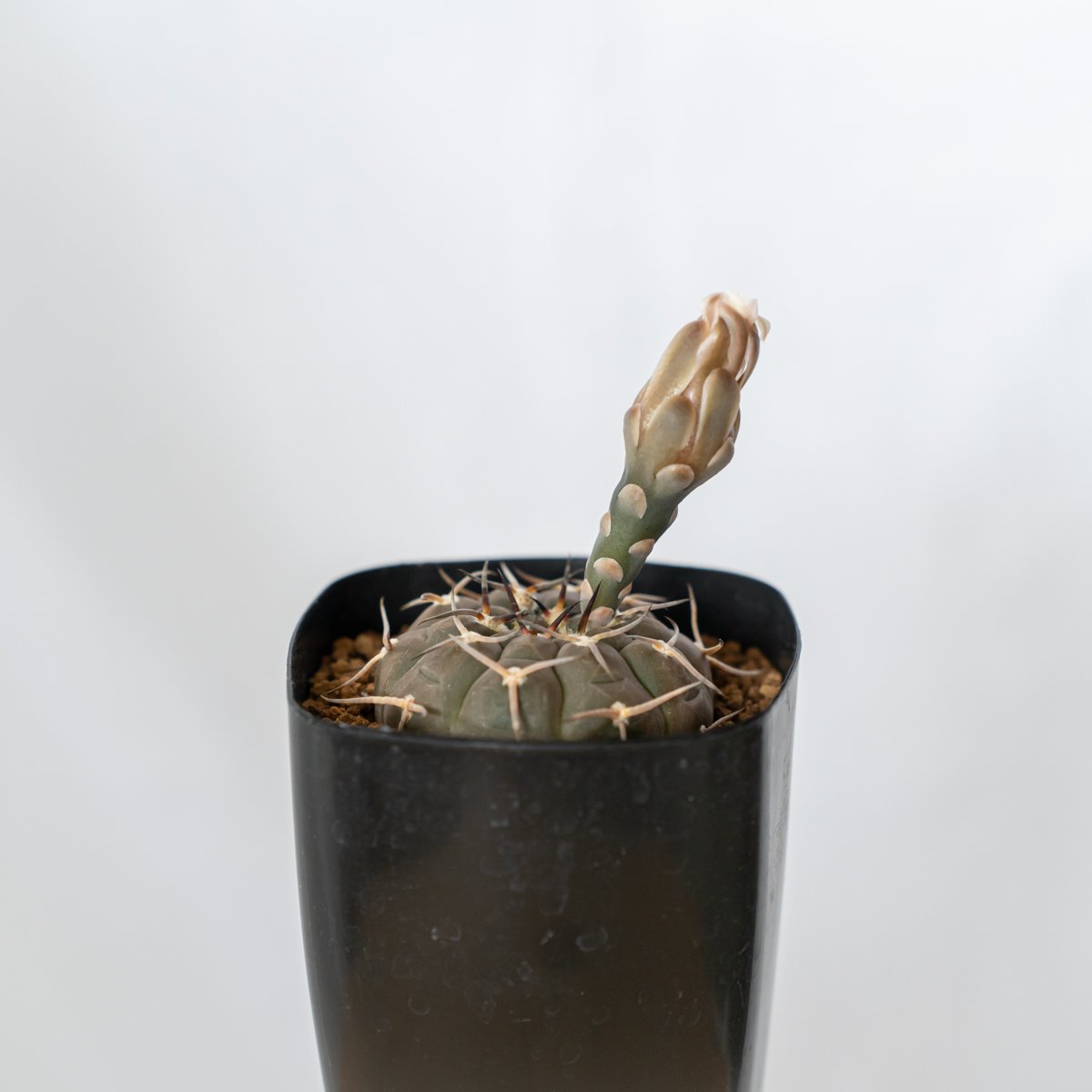 ギムノカリキウム バリスピナム 武勲丸 実生 Gymnocalycium