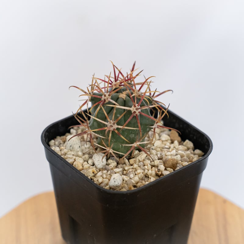 フェロカクタス 神仙玉 実生 Ferocactus coloratus サボテン 多肉植物