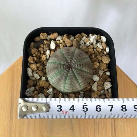 ユーフォルビア オベサ 実生 Euphorbia obesa 多肉植物 珍奇植物 静岡 ANTIDOTE 通販 S1461
