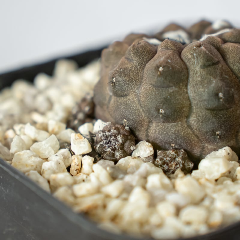 コピアポア ヒポガエアリザードスキン Copiapoa hypogaea サボテン