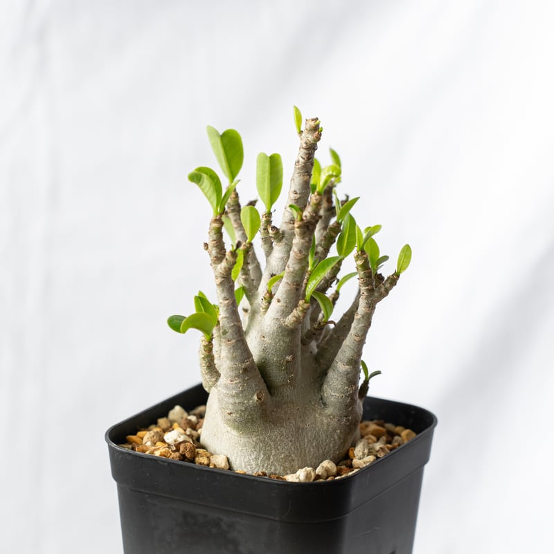 【激レア/ブラックスキン/ドワーフ 】アデニウム アラビカム ガラメー B-11 激レア/ブラックスキン/ドワーフ 】アデニウム アラビカム