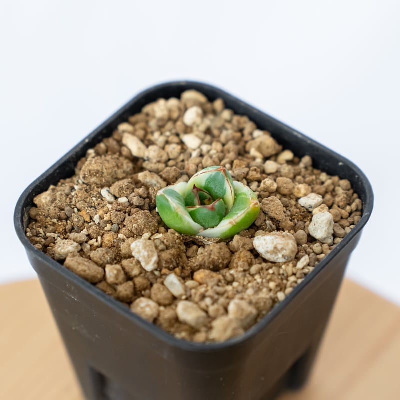 アガベ ピンキー【発根管理中】TC株 Agave Pinky 多肉植物 珍奇植物