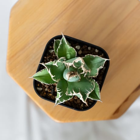 アガベ チタノタ 白幽霊【発根管理中】TC株 agave titanota white ghost 多肉植物 珍奇植物 静岡 ANTIDOTE 通販 S1446