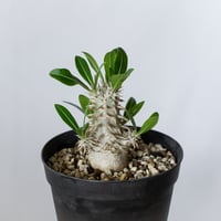 パキポディウム 恵比寿大黒 実生 Pachypodium Densicaule 塊根植物 コーデックス 多肉植物 珍奇植物 静岡 ANTIDOTE 通販 S1421