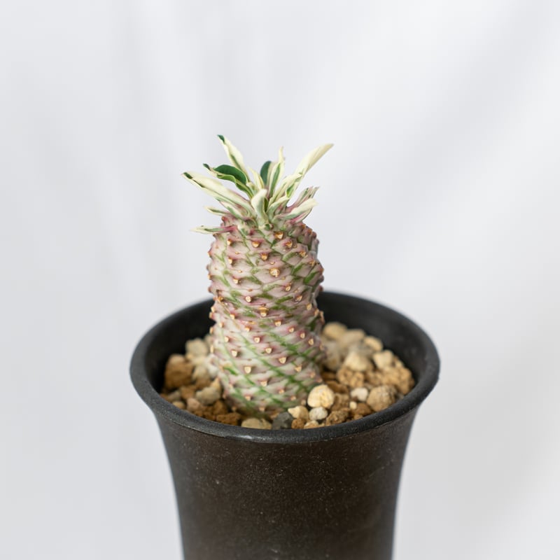 ほほえみパイン ユーフォルビア 蘇鉄麒麟 斑入りパイナップルコーン