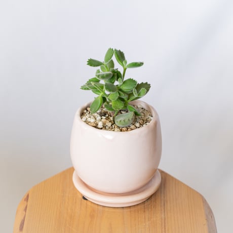熊童子 鉢セット コチレドン トメントサ Cotyledon tomentosa 多肉植物 観葉植物 インテリアグリーン 静岡 ANTIDOTE 通販 S1394