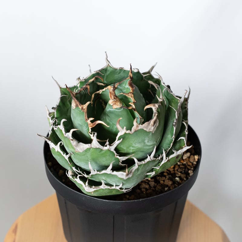 アガベ チタノタ 白鯨 特大株 【発根管理中】OC株 Agave titanota White