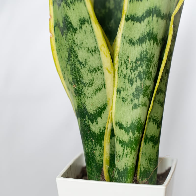 サンスベリア ローレンティー トラノオ Sansevieria trifasciata Lau