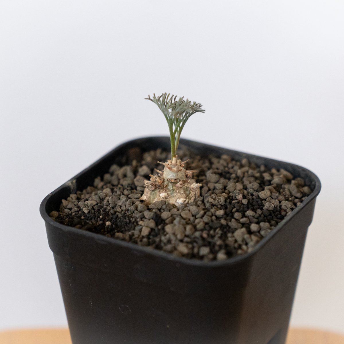 モンソニア ペニクリナム 実生 Monsonia peniculinum サルコカウロン