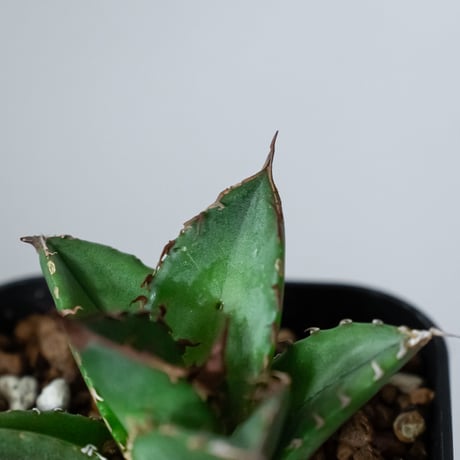 アガベ チタノタ 緑犀牛【発根管理中】TC株 Agave titanota Green rhino 多肉植物 珍奇植物 静岡 通販 ANTIDOTE S1449