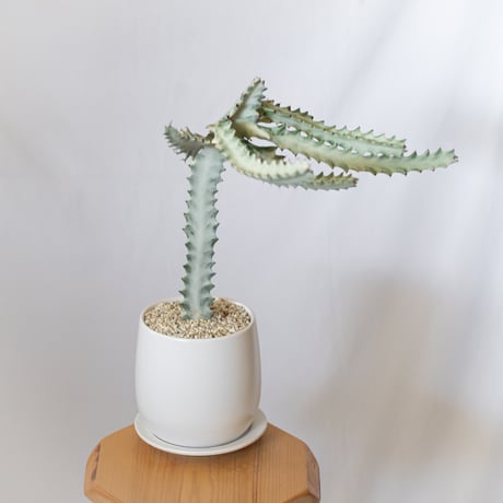 ユーフォルビア ホワイトゴースト 鉢セット Euphorbia lactea White Ghost 多肉植物 観葉植物 珍奇植物 静岡 ANTIDOTE 通販 S1119