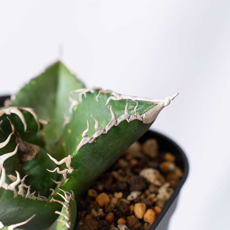 アガベ チタノタ 悪魔くん【発根管理中】TC株 Agave titanota Bakemono