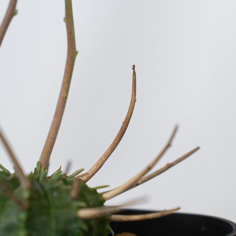 ユーフォルビア スーパーバリダ 美株 雌株 メス株 実生 Euphorbia